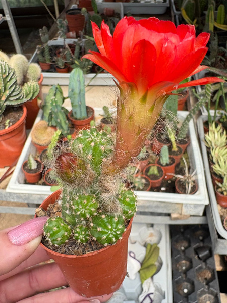 Chamaecereus hybr. `Red'
